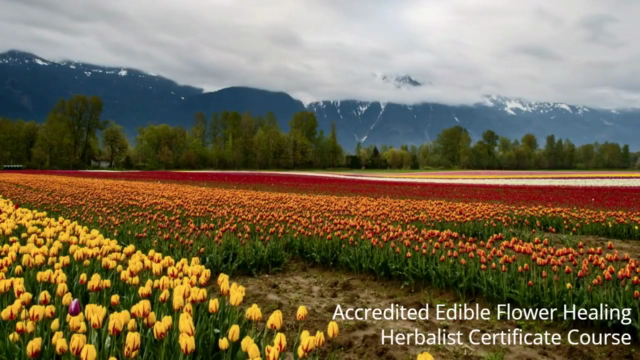 Accredited Edible Flower Healing Herbalist Certificate – Screenshot 2