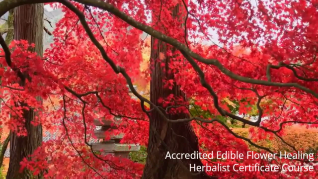 Accredited Edible Flower Healing Herbalist Certificate – Screenshot 4