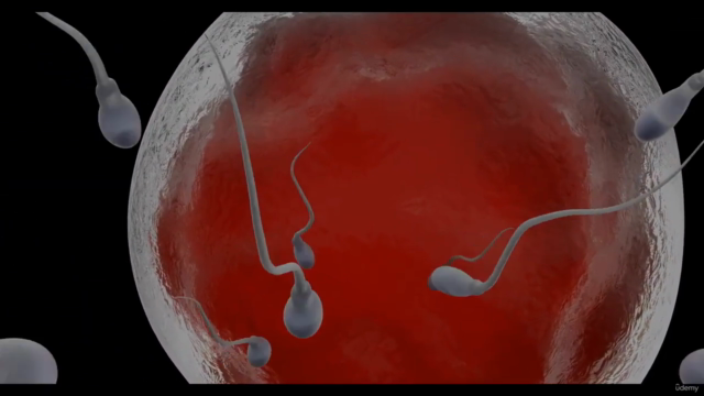 Basics Of Contraception – Screenshot 1