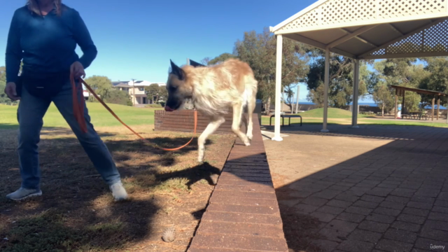 Herding Games for Urban Dogs - No Sheep Required! – Screenshot 3