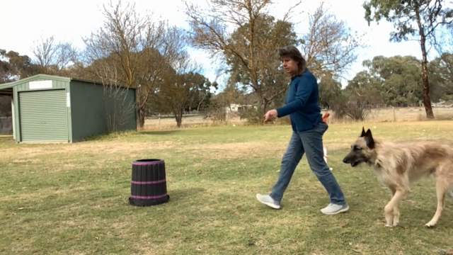 Herding Games for Urban Dogs - No Sheep Required! – Screenshot 4