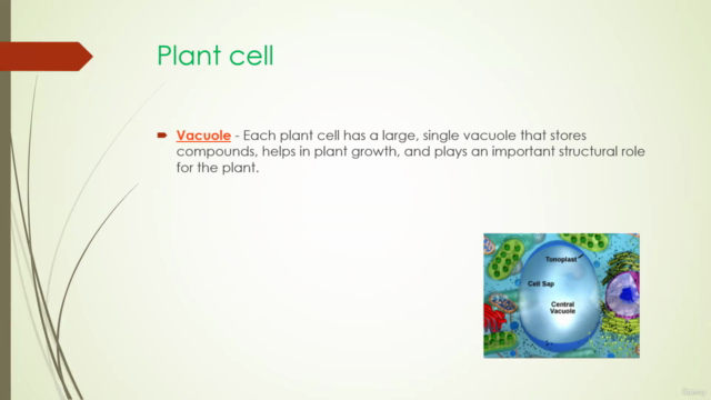 Different kinds of Prokaryotic and Eukaryotic Cells – Screenshot 2