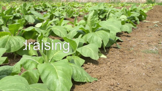 Mastering Fundraising Strategies for Business Success – Screenshot 1