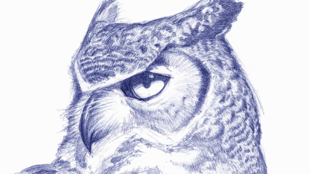 Drawing Birds: The Essential Guide – Screenshot 1