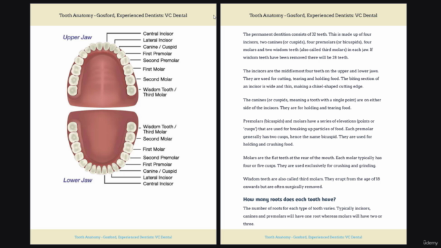 Master the Art of Dentistry : Prepare for Dental School/Work – Screenshot 2