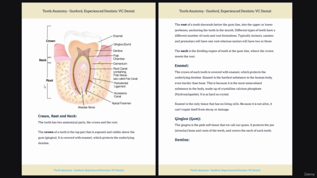 Master the Art of Dentistry : Prepare for Dental School/Work – Screenshot 3