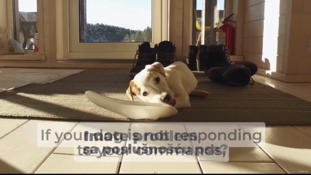 Dog Training Basics To Have A Happy And Well-Behaved Dog – Screenshot 1