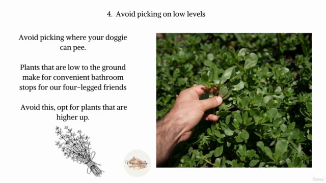 Making your own Wild Tea – Screenshot 3