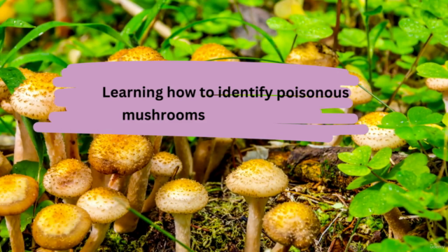 Herbalism Mushroom Certificate-The Healing Power of Fungi – Screenshot 2