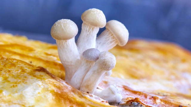 Herbalism Mushroom Certificate-The Healing Power of Fungi – Screenshot 3