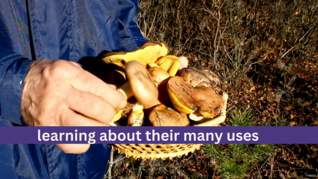 Herbalism Mushroom Certificate-The Healing Power of Fungi – Screenshot 4