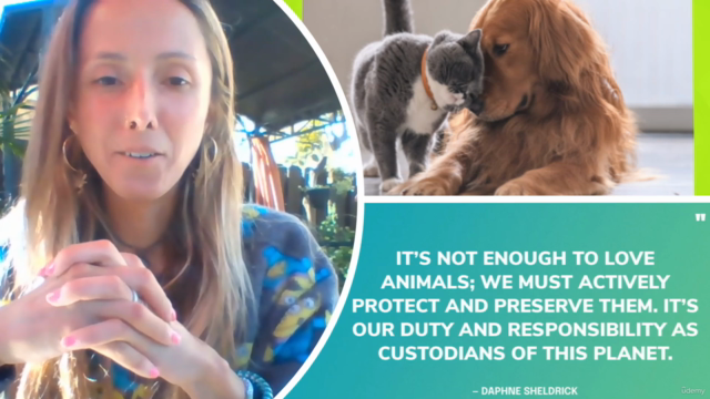 Become An Amazing Pawrent (Caring for Cats & Dogs) – Screenshot 4
