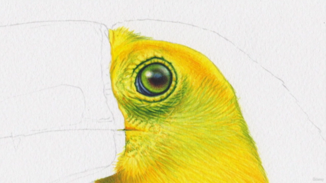 TOUCAN - Paint Realistic Watercolour and BIRDS – Screenshot 1