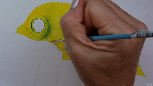 TOUCAN - Paint Realistic Watercolour and BIRDS – Screenshot 3
