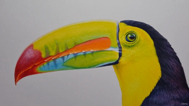 TOUCAN - Paint Realistic Watercolour and BIRDS – Screenshot 4