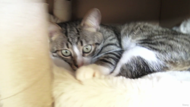 Feline Fundamentals: Understanding and Nurturing Your Cat – Screenshot 2
