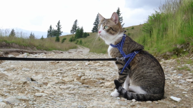 Feline Fundamentals: Understanding and Nurturing Your Cat – Screenshot 3
