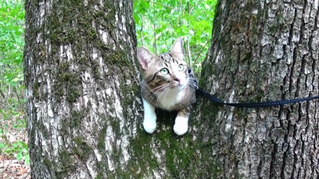 Feline Fundamentals: Understanding and Nurturing Your Cat – Screenshot 4