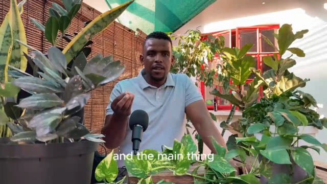 Mastering Indoor Plants Course – Screenshot 2