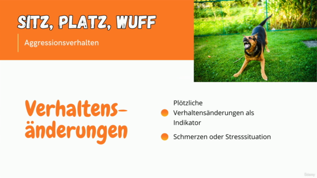 Sitz, Platz, Wuff - Vier Pfoten auf dem Weg zum Erfolg – Screenshot 4