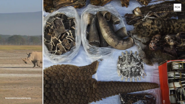 Countering Illegal Wildlife Trade for AML Compliance – Screenshot 2