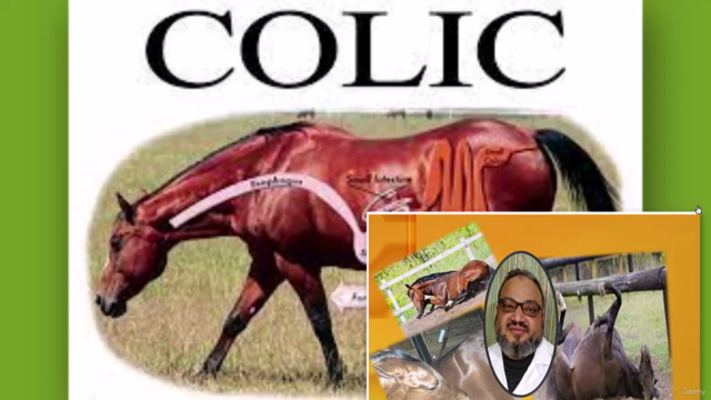horse colic what can we do – Screenshot 1
