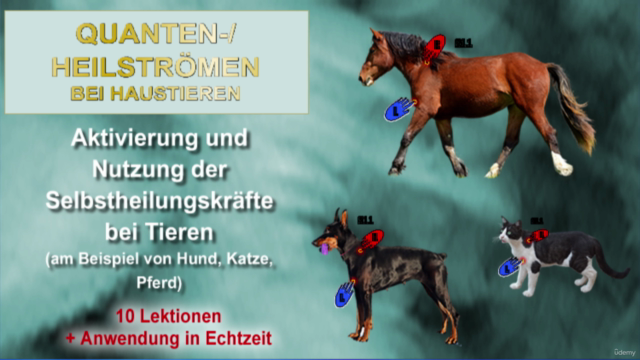 Quantenströmen Sonderkurs - Heilströmen bei Haustieren – Screenshot 1