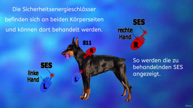Quantenströmen Sonderkurs - Heilströmen bei Haustieren – Screenshot 2