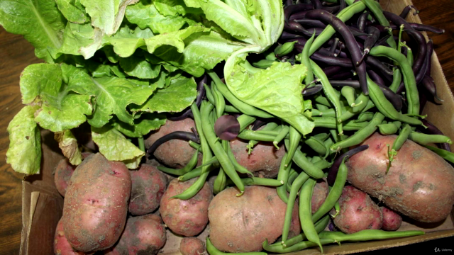 The Beginner's Guide to Vegetable Gardening – Screenshot 2