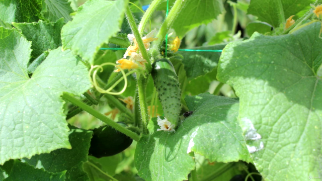The Beginner's Guide to Vegetable Gardening – Screenshot 3