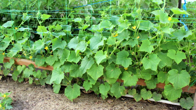 The Beginner's Guide to Vegetable Gardening – Screenshot 4
