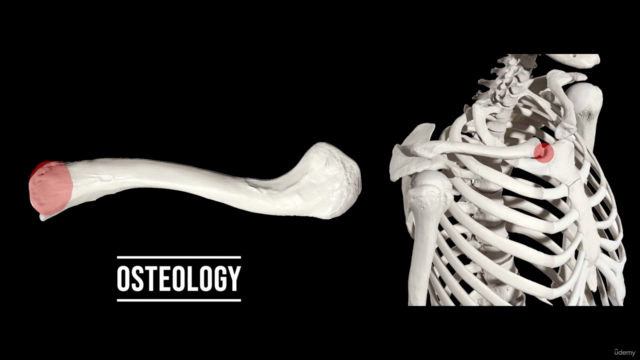 Shoulder Biomechanics Mastery Course : Kinetics & Kinematics – Screenshot 2