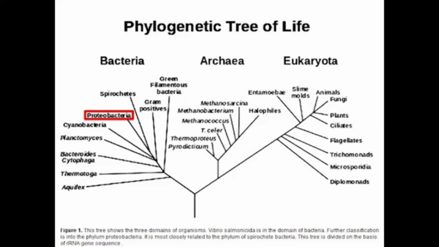 PROTEOBACTERIA – Screenshot 1