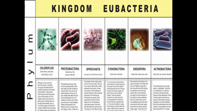 PROTEOBACTERIA – Screenshot 2