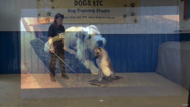 Action! Train Your Dog To Be A Movie Star – Screenshot 1