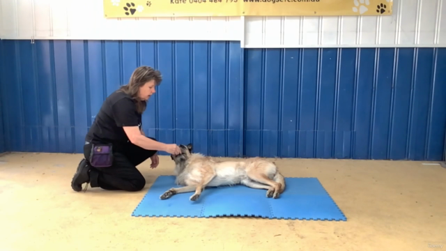 Action! Train Your Dog To Be A Movie Star – Screenshot 3