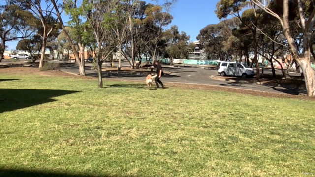 Action! Train Your Dog To Be A Movie Star – Screenshot 4