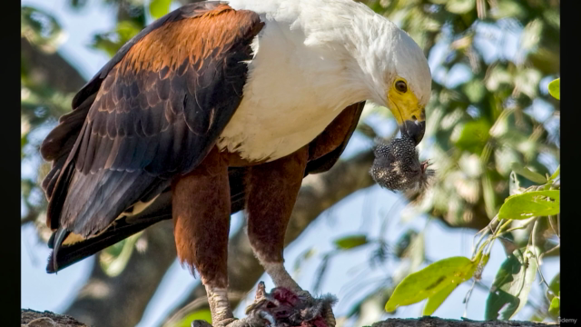 Wildlife and bird photography made easy – Screenshot 4