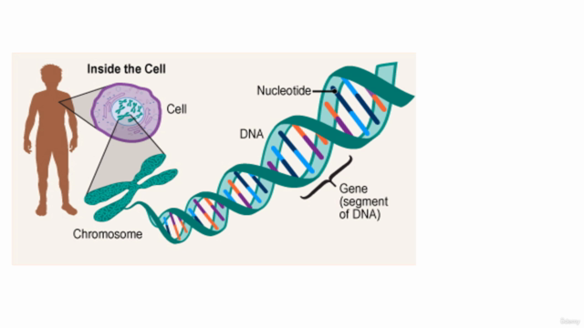 DNA Mutation & Genetic Disorders – Screenshot 2