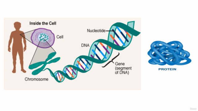 DNA Mutation & Genetic Disorders – Screenshot 3