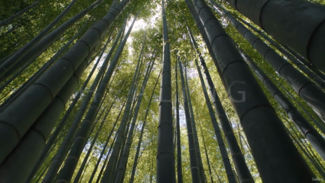Shaolin Qigong | Seated Forms by Master Shi Yanxu – Screenshot 1