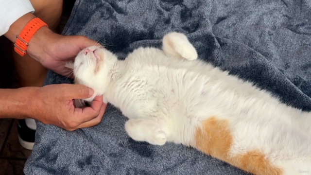 Craniosacral Therapy for Dogs and Cats Certificate Course – Screenshot 1