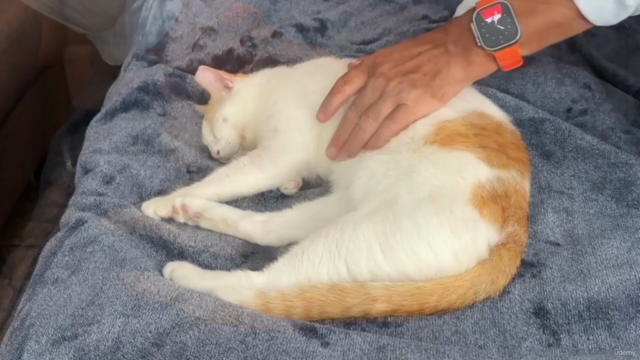 Craniosacral Therapy for Dogs and Cats Certificate Course – Screenshot 2