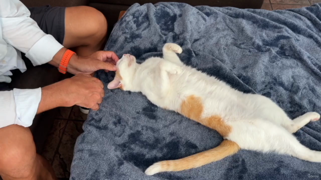 Craniosacral Therapy for Dogs and Cats Certificate Course – Screenshot 3