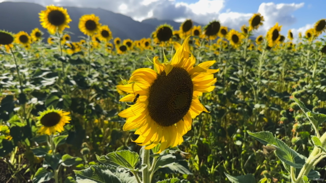 Advanced Self-Care and Healing Life Coach Certification – Screenshot 3