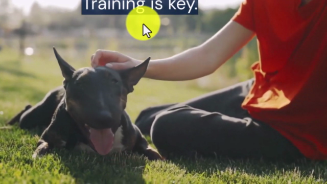 Practical Dog Training: From Basics to Off-Leash Obedience – Screenshot 3