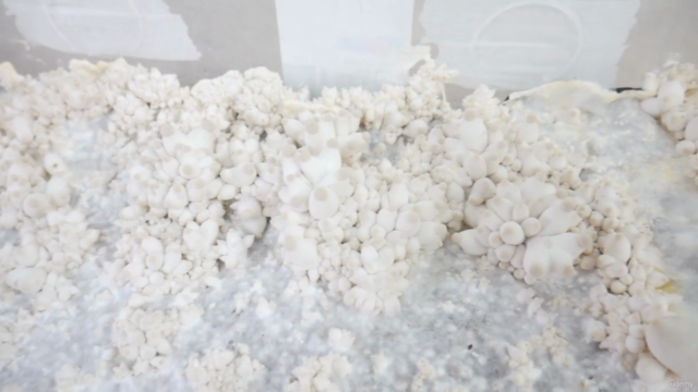 Growing Mushrooms for Healing and Transformation – Screenshot 2