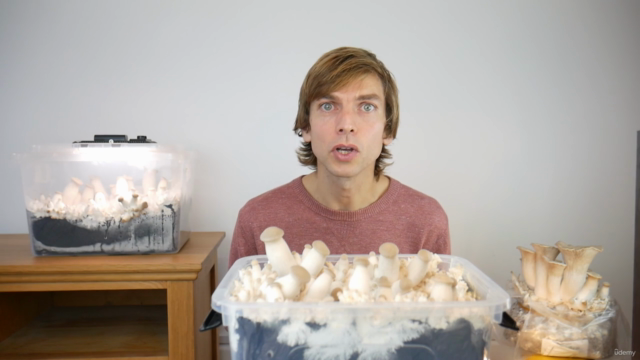 Growing Mushrooms for Healing and Transformation – Screenshot 3