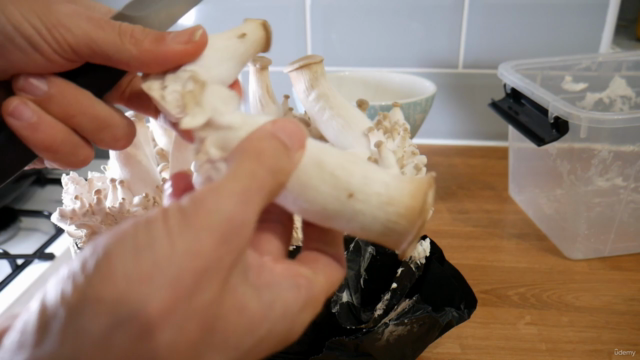 Growing Mushrooms for Healing and Transformation – Screenshot 4