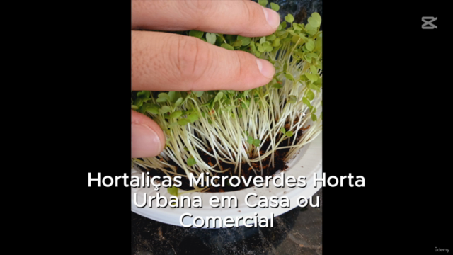 Hortaliças Microverdes Horta Urbana em Casa ou Comercial – Screenshot 2